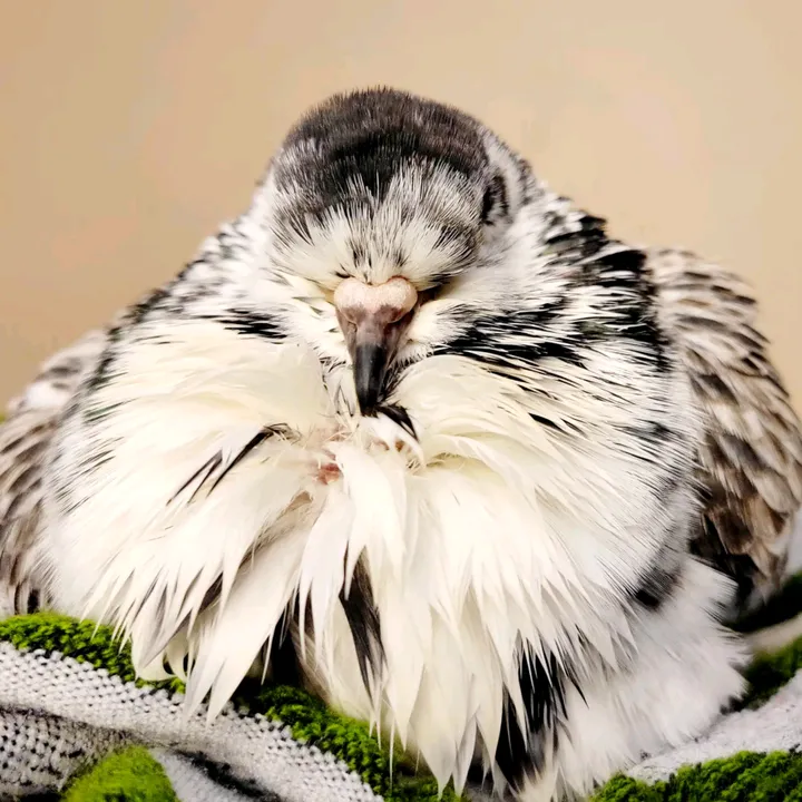 prettypigeon3