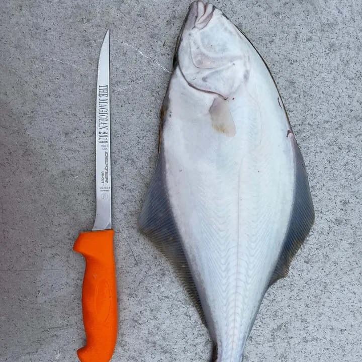 blackseabass1114