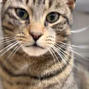 @catsontop_real