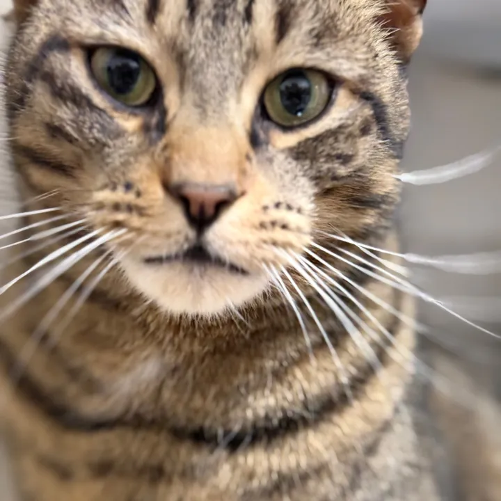 catsontop_real