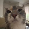shortyshortcat
