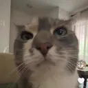 @shortyshortcat
