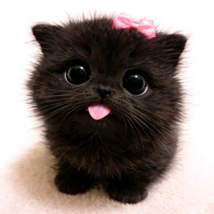 kittycatsoftiktok0
