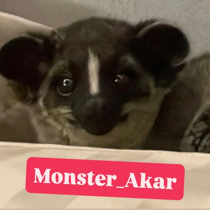 @monster_akar