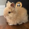 teddybunnybr