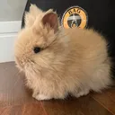 @teddybunnybr
