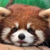 cuteanimals472