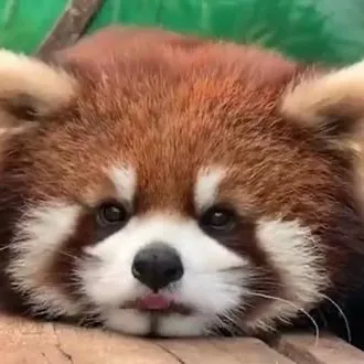 @cuteanimals472