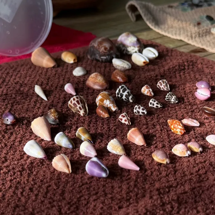 shellsofhawaii