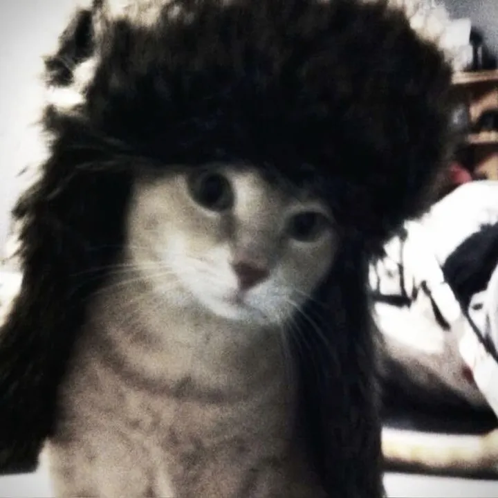 katsluvkat