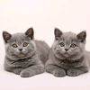 cutecatlover8172