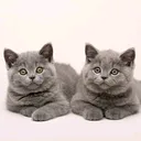 @cutecatlover8172