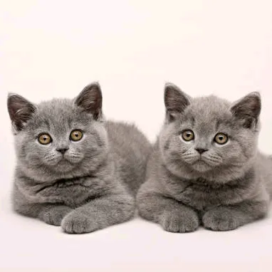 cutecatlover8172