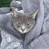 lotsofcat