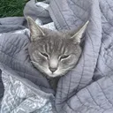 @lotsofcat