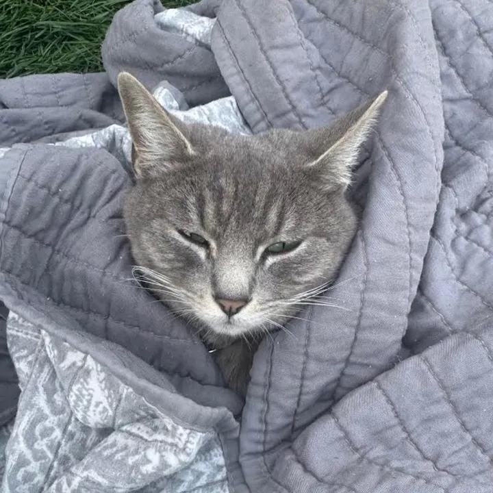lotsofcat