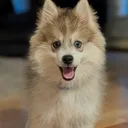 @ciao.enzo.chow