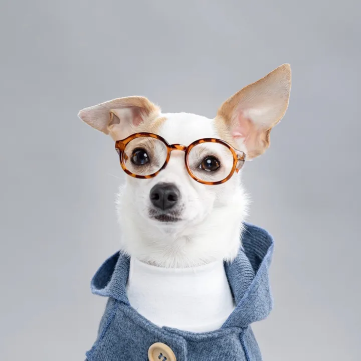 baothechi