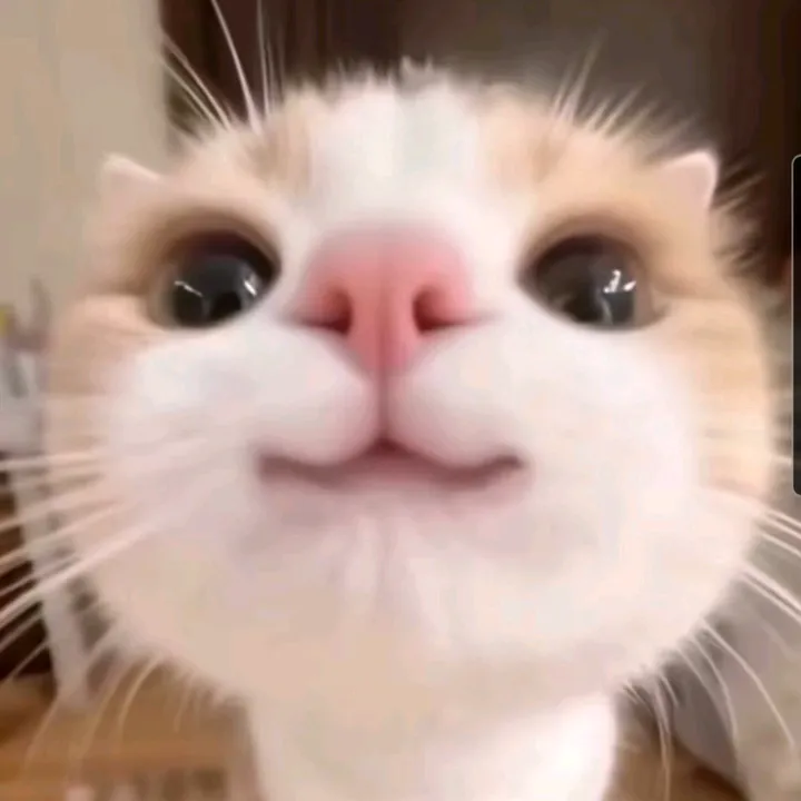 @ogkarz