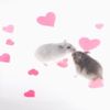 salmi.mouse