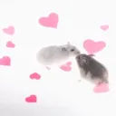 @salmi.mouse