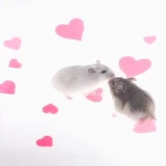 salmi.mouse