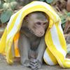 monkeydiscovery