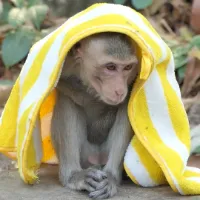 monkeydiscovery
