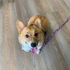 cannoli_pollie_ollie