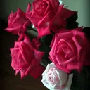 @nawarvdo