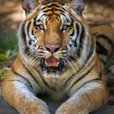 @76tigre03