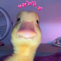 @ffenderp