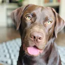 @brunoschocolatelife