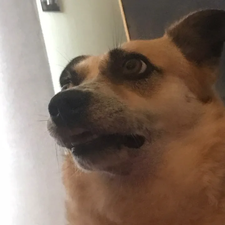 funky_pug
