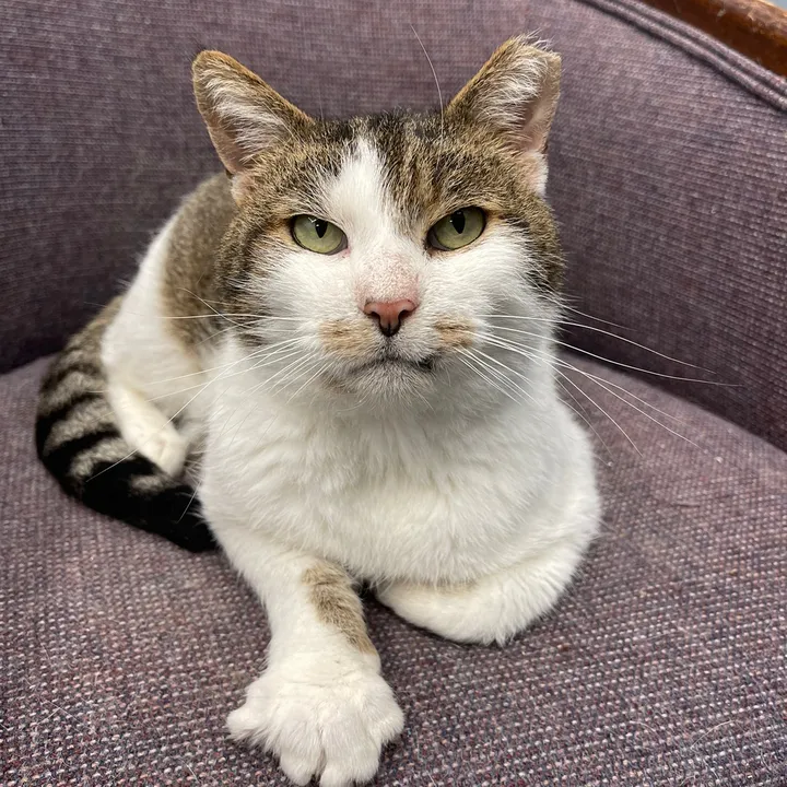 furallkittysrescue