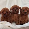 cuccioli.meravigl