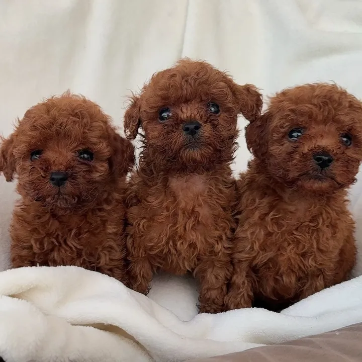 cuccioli.meravigl