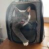 simontheadventurecat