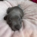 @myla.thebluestaffy