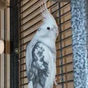 @queso.white.bird