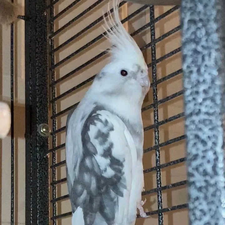 queso.white.bird