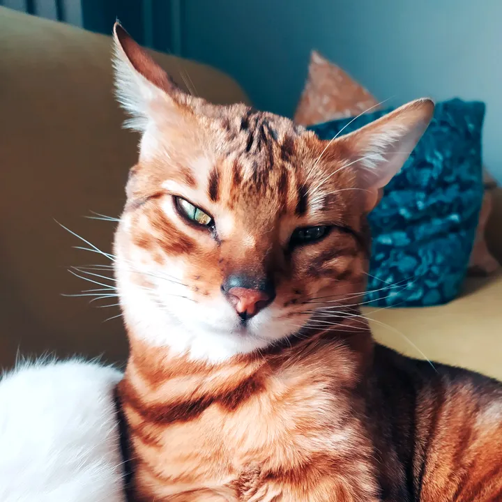 richard_the_bengal_cat