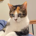 @abbyserflippers