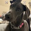 @janethegreatdane