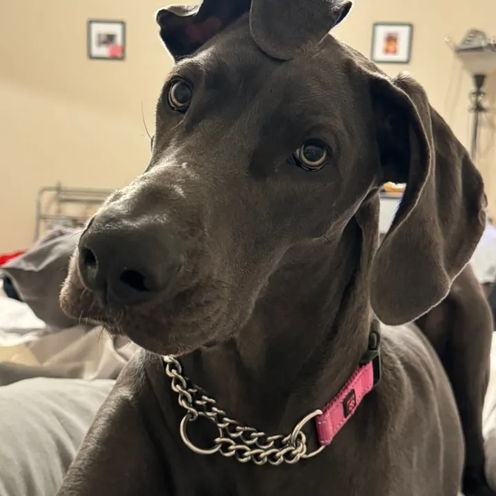 @janethegreatdane