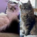 @siberianrivercattery