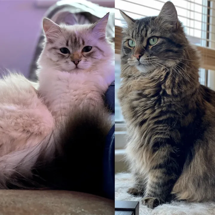 @siberianrivercattery