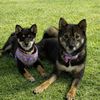 shibalilo