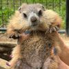 wilburthewoodchuck