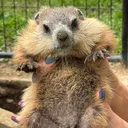 @wilburthewoodchuck